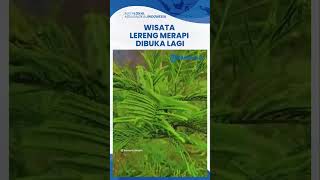 Wisata Bukit Klangon dan Lava Tour Sudah Buka Lagi seusai Erupsi Merapi, Begini Operasionalnya