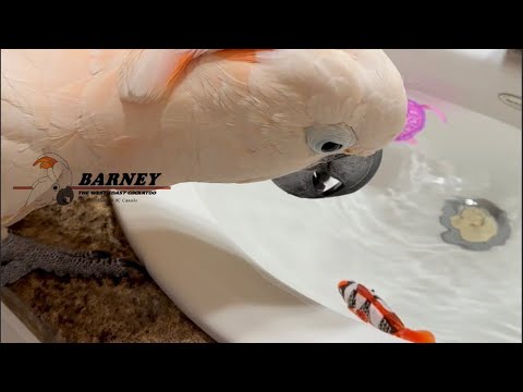 Let’s try out the new Water Park toys! 😃🥳