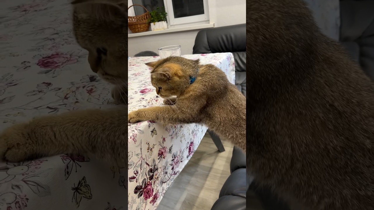 The cat Basi steals food from the table #cats