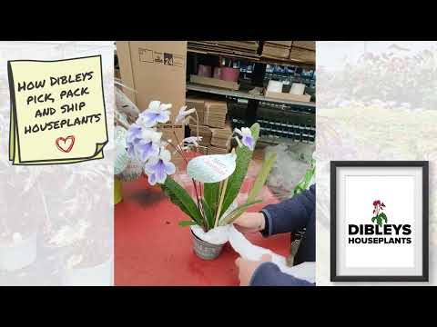 Dibleys - How we pick, pack and ship out houseplants direct from the greenhouse