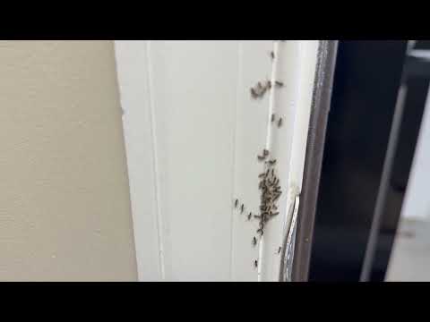 Ants Crawling Up the Door Casing in Forked...