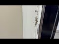 Ants Crawling Up the Door Casing in Forked River, NJ