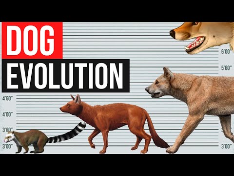 Dog Evolution | In one minute