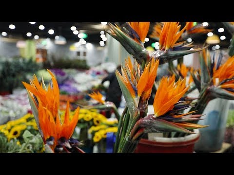 download lagu mp3 mp4 Malaysia Online Florist Blooming, download lagu Malaysia Online Florist Blooming gratis, unduh video klip Malaysia Online Florist Blooming
