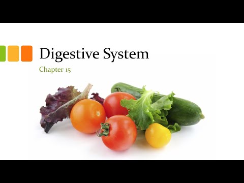 Digestive system part 2 - small intestines, liver, pancreas and colon - Anatomy and Physiology 2