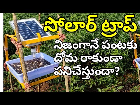 Solar Insect Trap In Agriculture | మిరపలో దోమ నివారణకు సోలార్ ట్రాప్