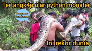 Download lagu THE EXCITING ACTION OF THE CAPTURE OF THE BIGGEST PYTHON IN INDONESIA mp3