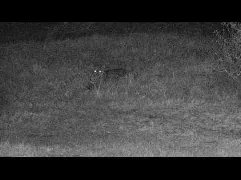 Djuma: Hosana -0 vs Scrub Hare +1  - 19:58 - 07/29/18