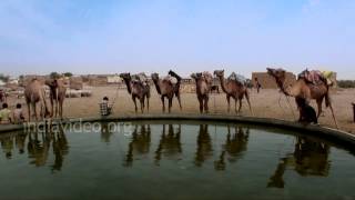 Togetherness on a Camel Safari
