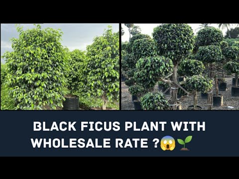 Black ficus single Tapori Available 🌱 // wholesale price 😱 // Supply all india 🇮🇳