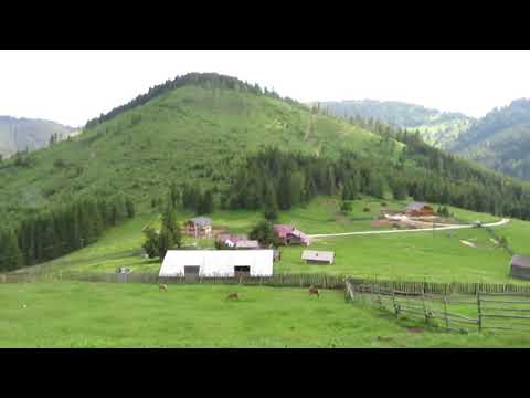 Ricaedy - La Darmoxa (Mircea Pacuraru Crescatorie de Cerbi )