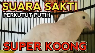 Download lagu SUARA SAKTI PERKUTUT PUTIH GACOR MANTAP ‼️ mp3