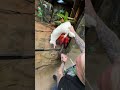 Feeding 2 Anacondas At 1 Time! #snake