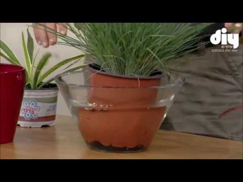 הלוחש לצמחים - טיפים לטיפול בצמחי בית