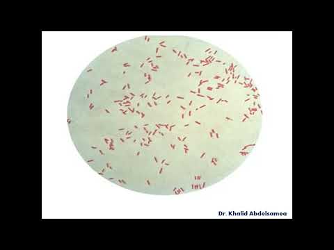 Gram Negative Bacilli 1
