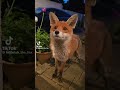 I don’t like your peaches #viralshort #foxes #cute #foxes #happynewyear2024