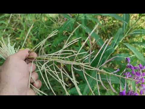 Медоносы! Как расширить медоносную базу. Сбор семян Иван чая (Кипрей). #медоносы #семена #кипрей