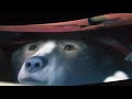 My Favorite Part In Paddington 2 2018