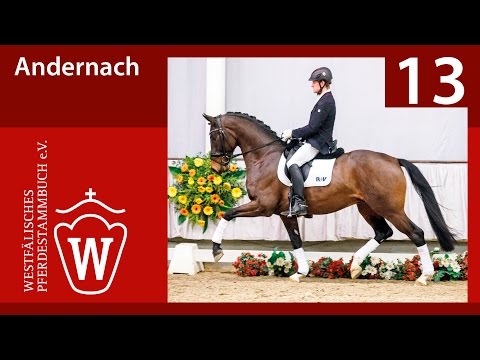 13 Andernach Hengst v. All at once - Laudabilis