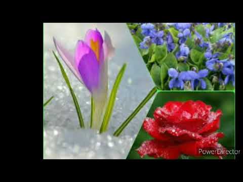 Առաջին սերս