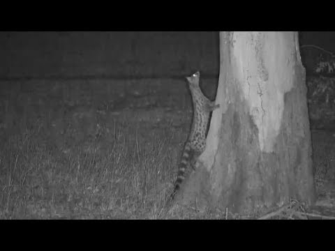 Djuma: Genet climbs up in to tree - 22:16 - 11/05/19