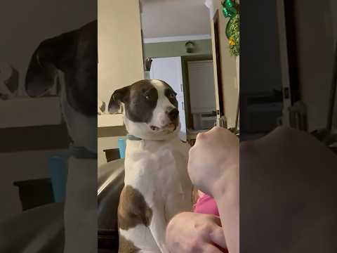 Un chien fait une grimace hilarante après avoir entendu une blague d'un homme