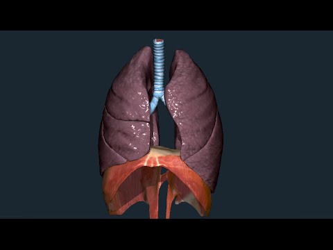 Lungs - Gross Anatomy