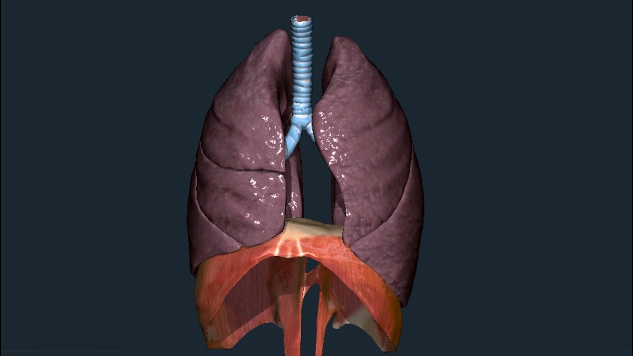 Polmoni - Anatomia macroscopica