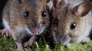 Интересные факты о Мышах.