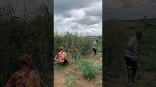 Download lagu #dj #electronicmusic #housemusic #edm #dance mp3