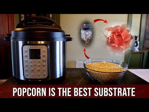 Growing Mushrooms on Popcorn: A Beginner's Guide to popcorn Tek