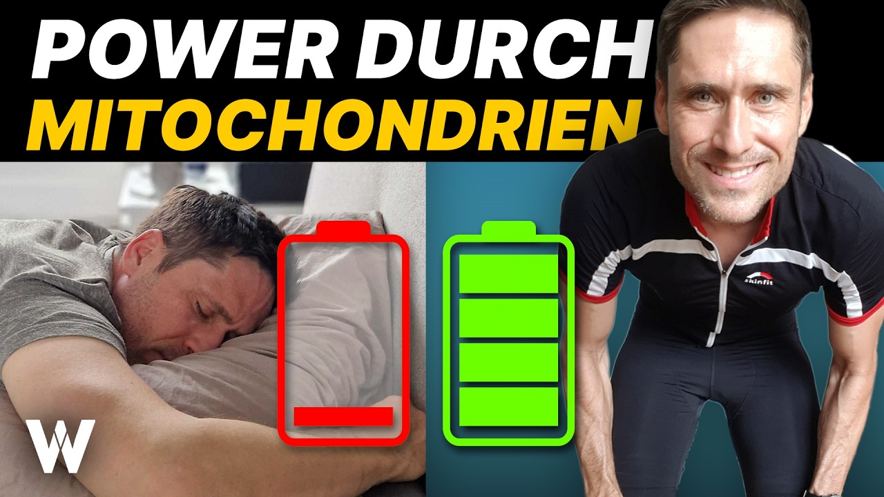 Mitochondrien stärken: Neueste Erkenntnisse zu den Helden deiner Gesundheit