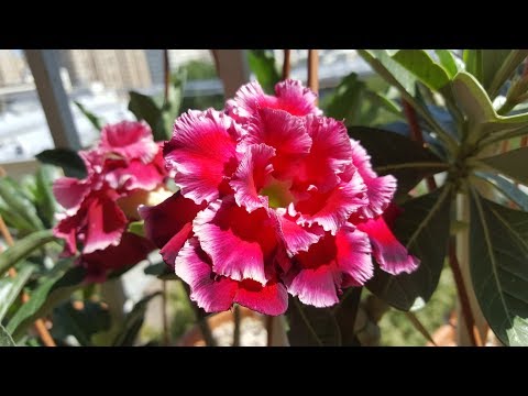 Летнее цветение адениумов Magic Moment и Magnificent