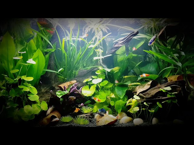 Asyura Betta Paradise Fish Tank • 24.12.2017