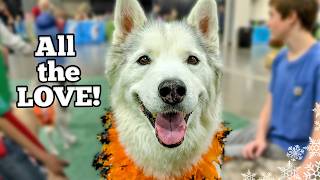 Huskies Go Wild at the Novi Pet Expo!