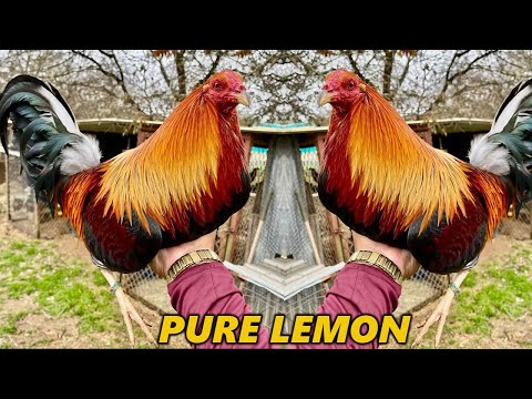 Pure Lemon Yellow Leg Kelso Grey Abel Hernandez Beautiful Birds - Hernandez Farms