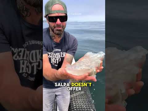 Have you ever heard of the salpa maggiore? #shorts