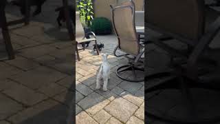 Video preview image #1 Chihuahua-Unknown Mix Puppy For Sale in Wheaton, IL, USA