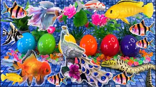 Colorful betta fish surprise, snake, angelfish, goldfish, koi, catfish, cichlid, fish tank aquarium