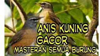 Download lagu Anis kuning (anis siberia) gacor 100% ampuh untuk masteran semua burung mp3