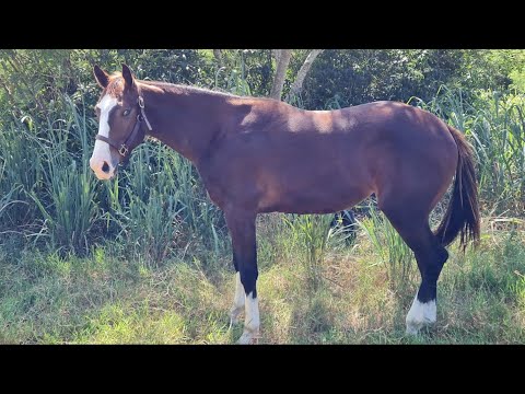 Owner looking for missing foal