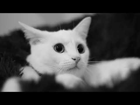 black and white cat