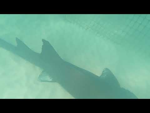 Dajkacápa MEGIJESZT.