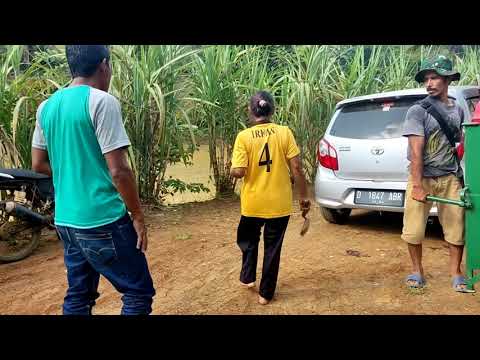 EMAK BARBAR PAKE KAOS BOLA, MARAH-MARAH POHON JAHE NYA BANYAK YANG MATI