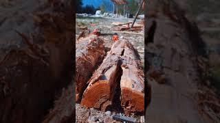 Splitting Cedar Logs for Split-Rail Fence