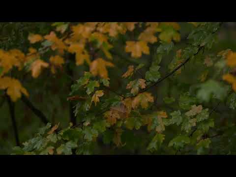 4K HDR Autumn Rain Relaxing Rain Sounds for Sleeping 10 Hours Rainfall on Colorful Leaves