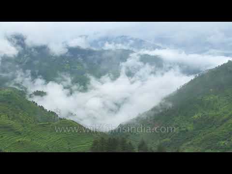 Watch the green hills of deodar cedar trees covered with clouds in Devidhura