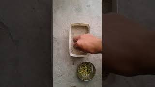 preview picture of video 'How to grow Moong Dal Plant in home 100% work'