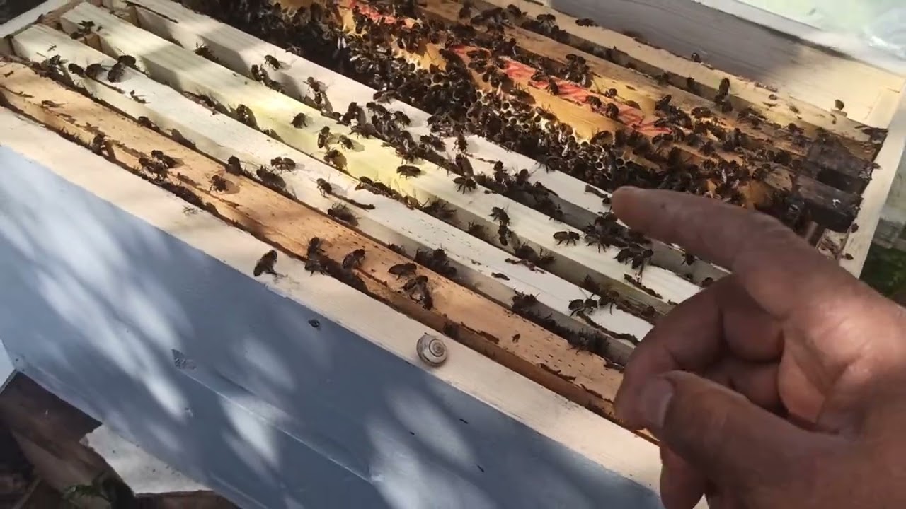 طريقتي في تحفيز النحل على بناء الشمع افقيا 