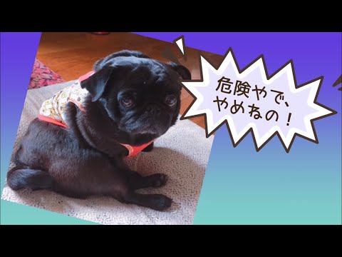 ワンワンU・x・Uお悩み相談室8️⃣9️⃣〜越前市の「ボスくん」から💌が届いています。飲酒運転は犯罪です！絶対しないでね！